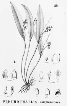 Image of Acianthera auriculata (Lindl.) Pridgeon & M. W. Chase