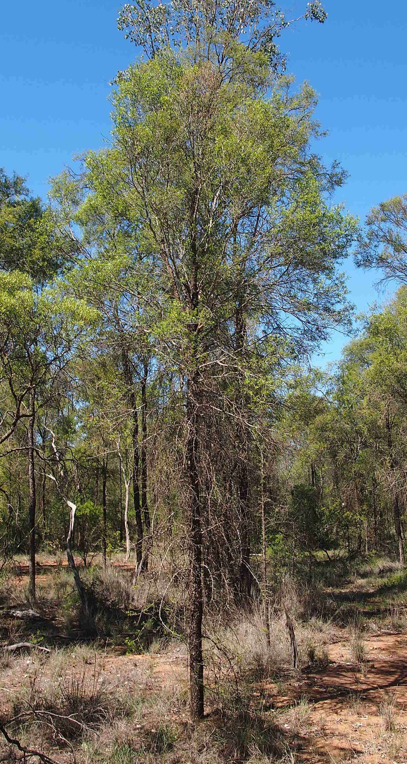 Image of Flindersia dissosperma (F. Müll.) Domin