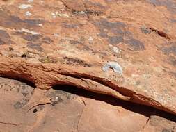 Image of Hoary cobblestone lichen;   Cracked lichen