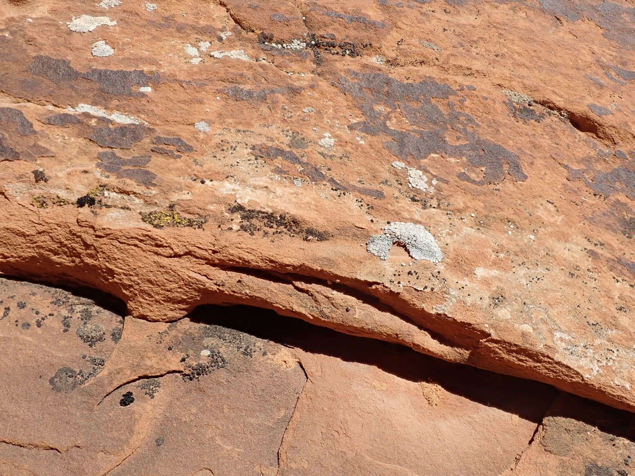 Image of Hoary cobblestone lichen;   Cracked lichen