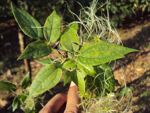 Image of Clematis javana DC.