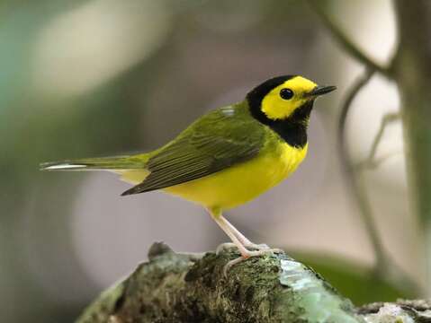 Image of Hooded Warbler