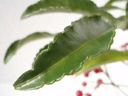 صورة Ardisia crenata Sims