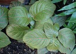 Fittonia gigantea Linden resmi