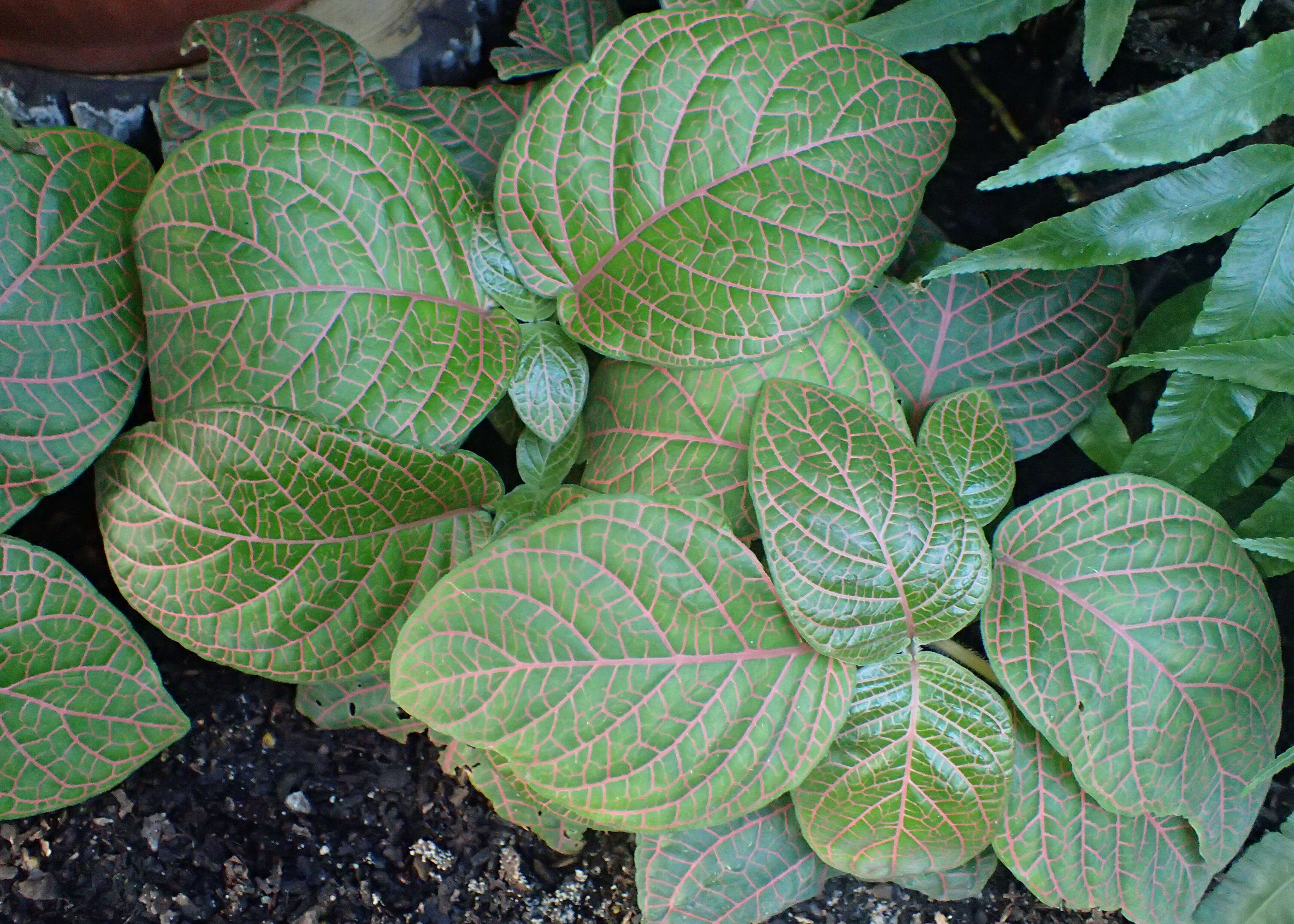 Fittonia gigantea Linden resmi