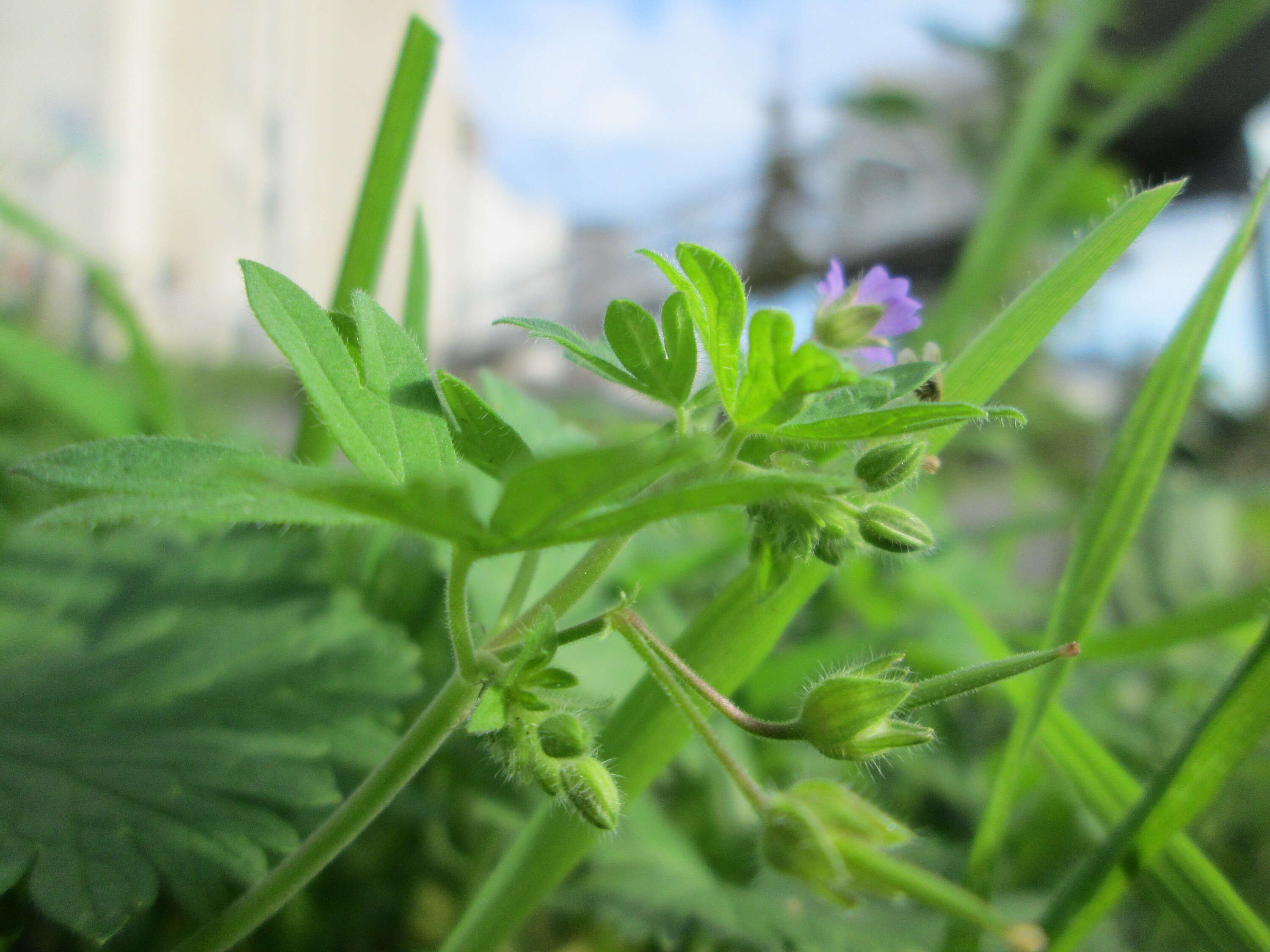 Image of Small-flowered Cranesbill