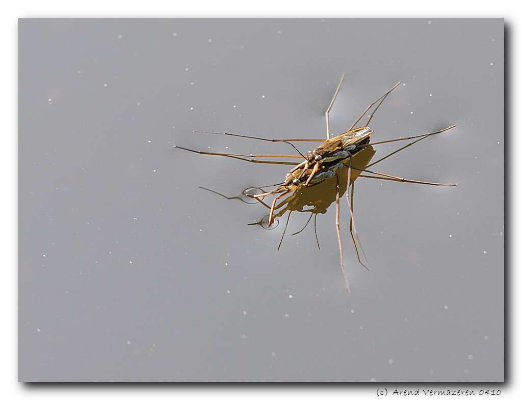 Image of Pond Skate