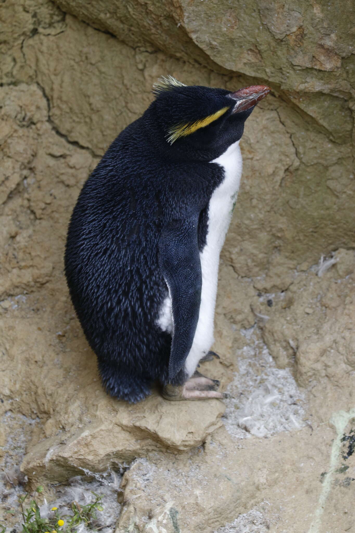 Image of Fiordland Crested Penguin