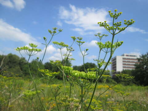 Image of wild parsnip