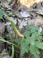 Image de Puccinia mariae-wilsoniae Clinton 1873