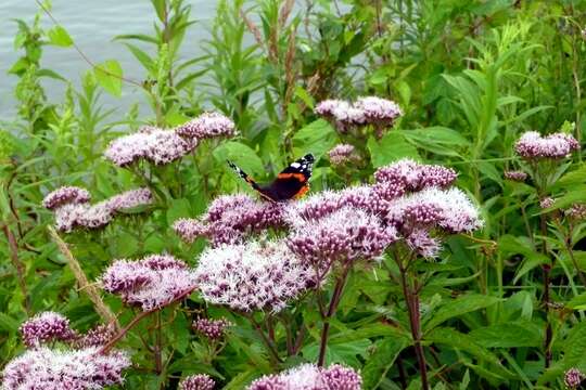 Image of hemp agrimony