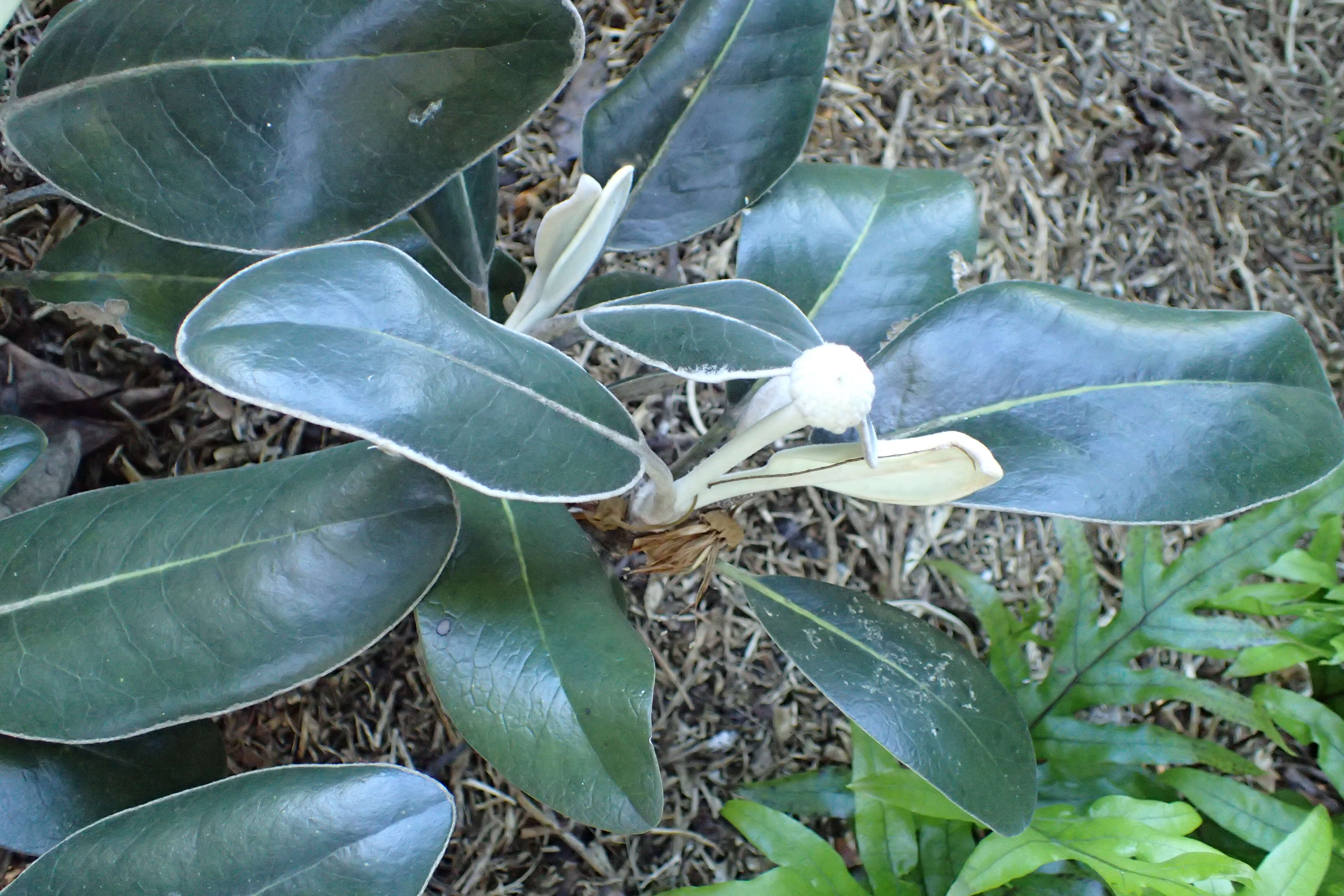 Imagem de Pachystegia insignis (Hook. fil.) Cheesem.