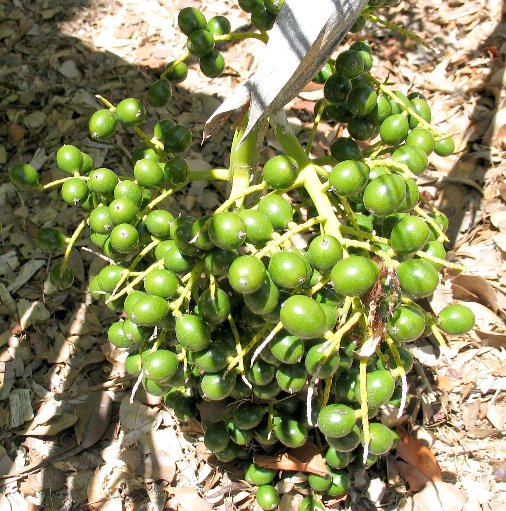 Imagem de Pritchardia napaliensis H. St. John