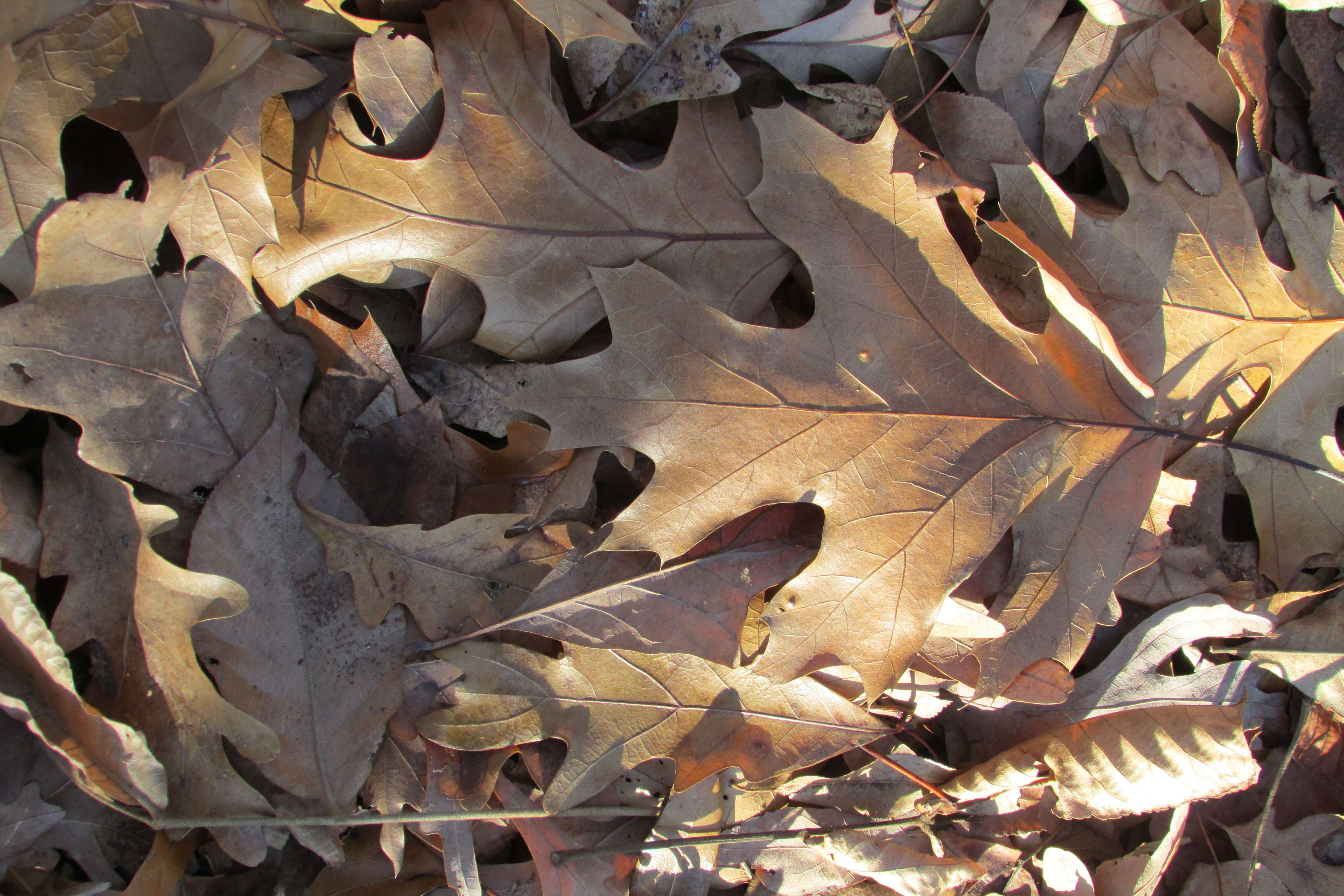 Image of Northern Red Oak