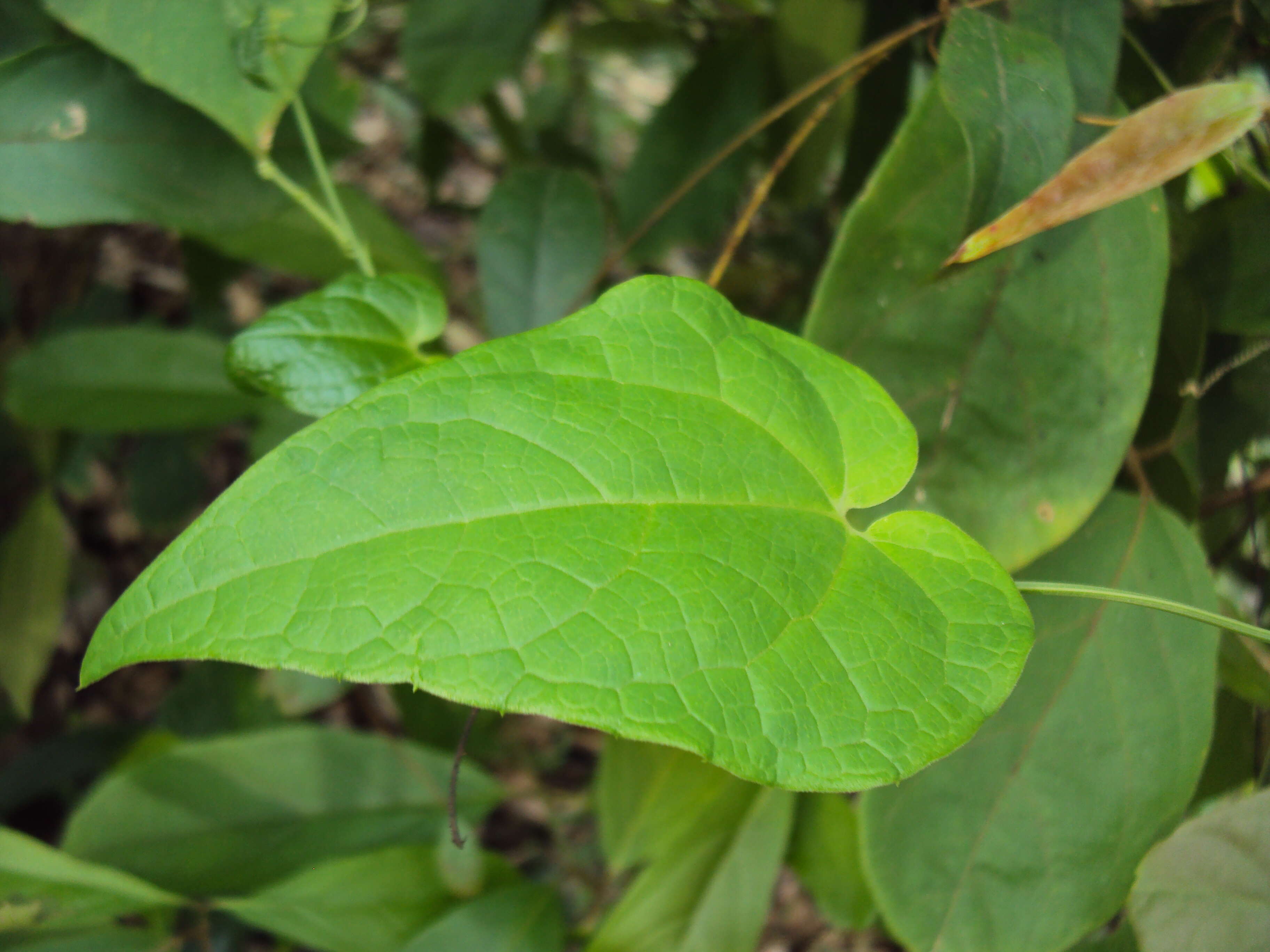 Image of Solena amplexicaulis (Lam.) Gandhi ex Saldanha & Nicolson