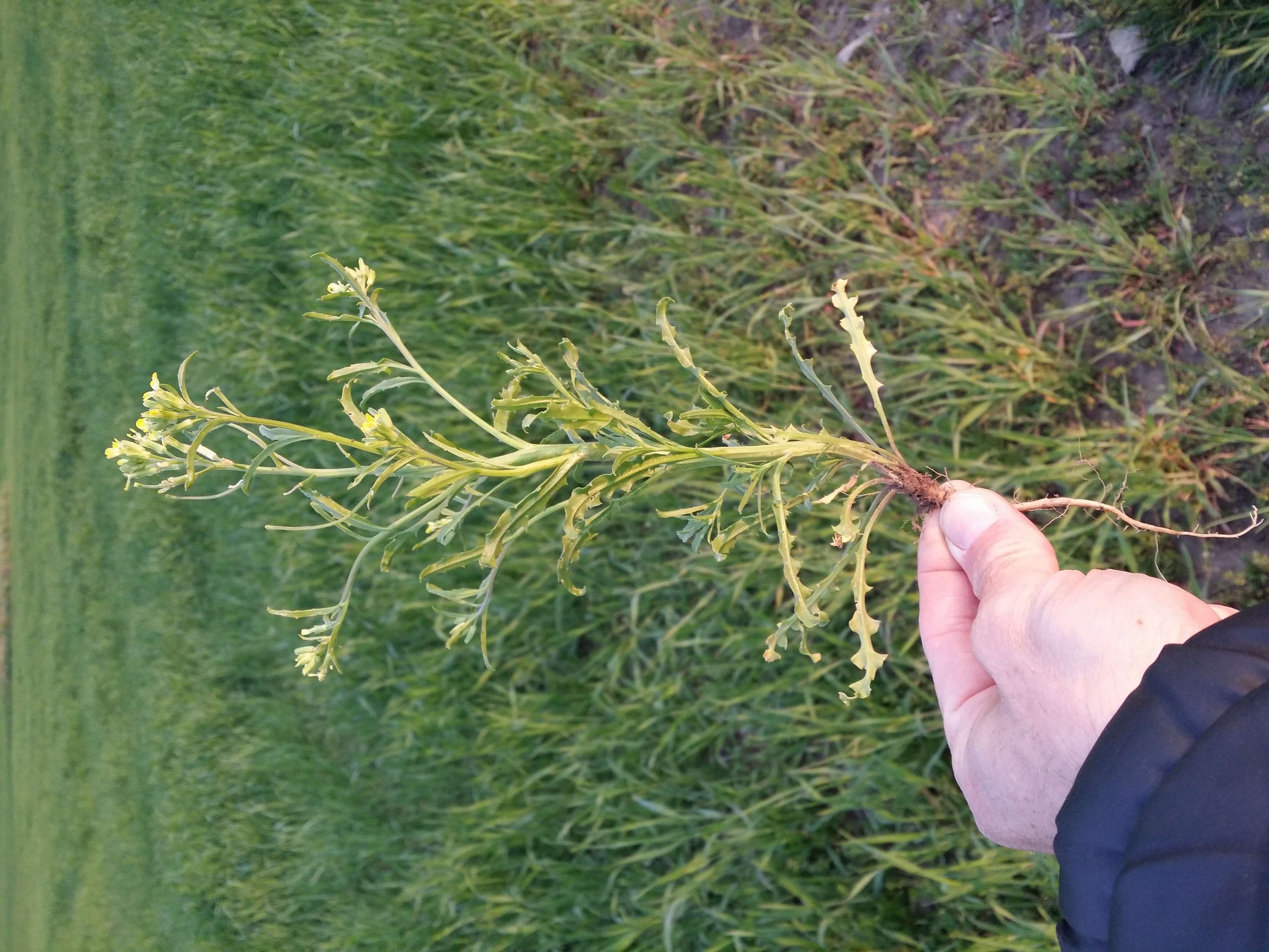 Image of bushy wallflower