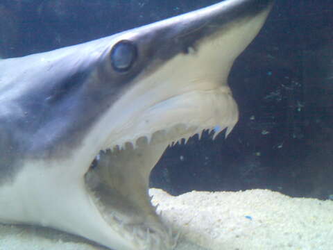 Image of mackerel sharks