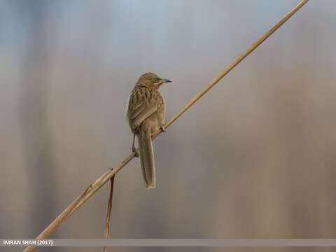 Image of Striated Babbler