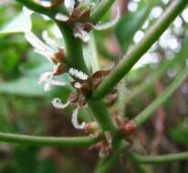 Image of angularfruit ma'oloa