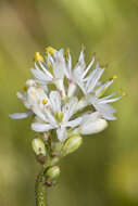 Image of western false asphodel