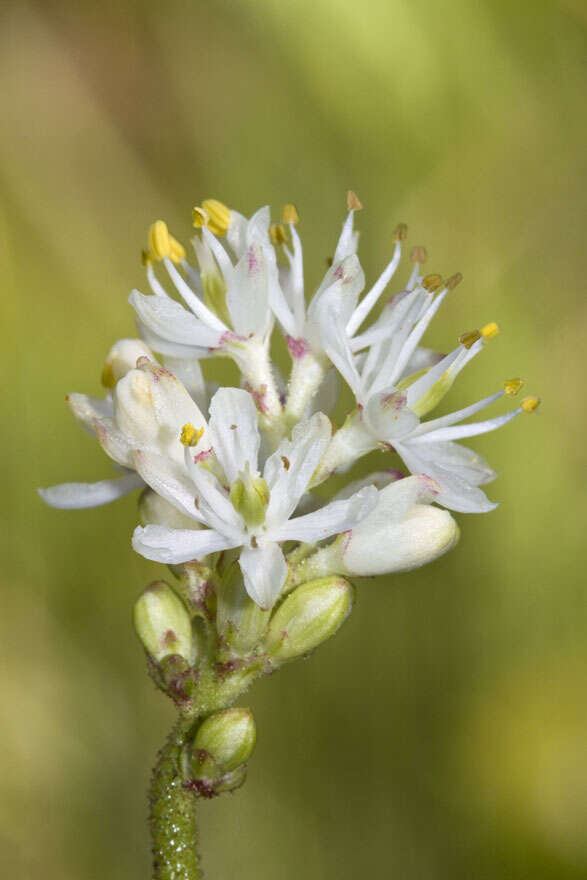 Image of western false asphodel