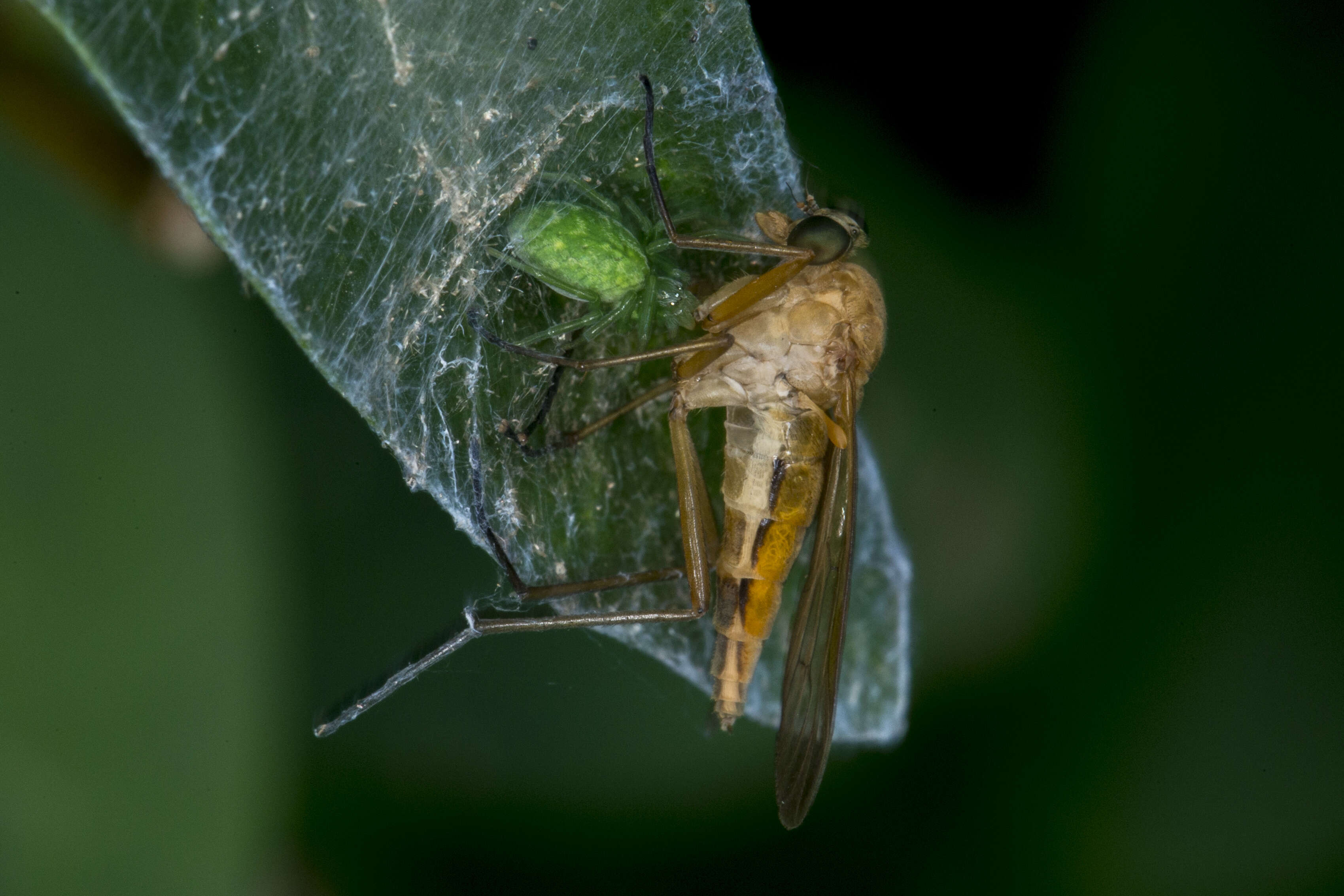 Image of Nigma walckenaeri (Roewer 1951)