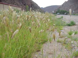 Image of feather fingergrass