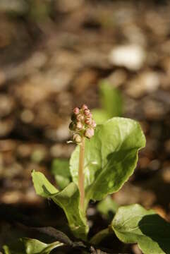 Image of common wintergreen