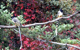 Image of Gold-billed Magpie