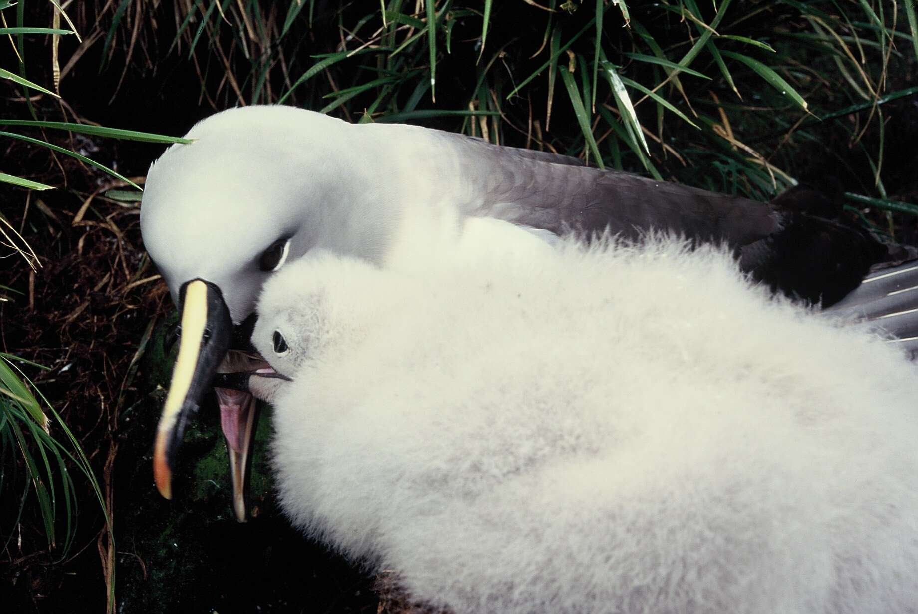 Image of Grey-headed Albatross