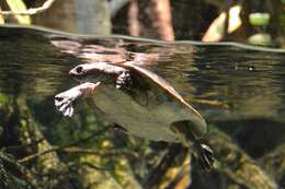 Image of Cotinga River Toadhead Turtle