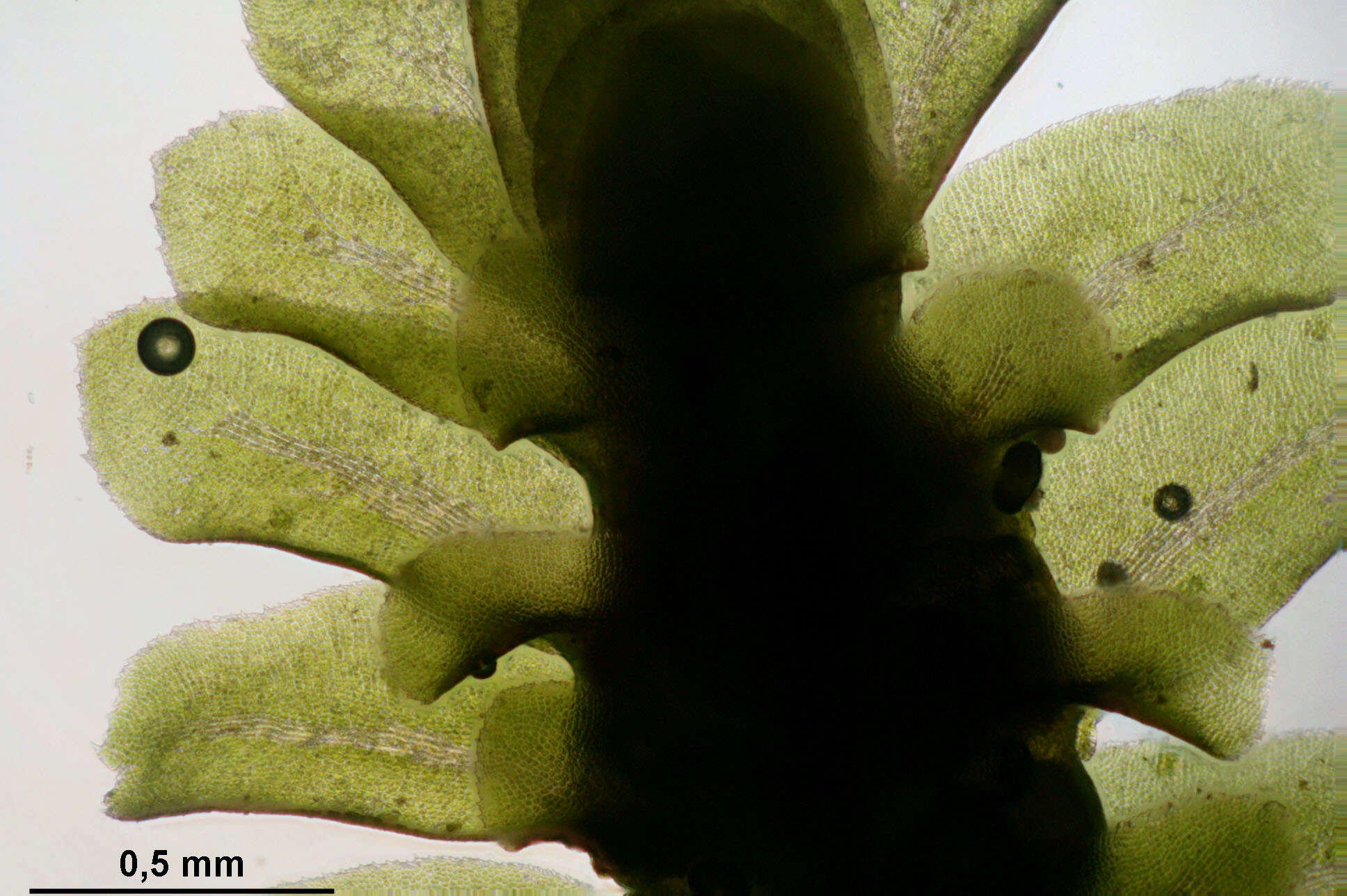 Image of Common Fold-leaf Liverwort