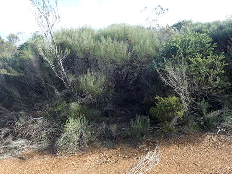 Image of Hakea bicornata R. M. Barker