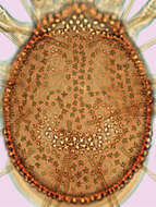 Sivun Ameroseiidae kuva
