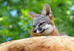 Image of Grey Foxes