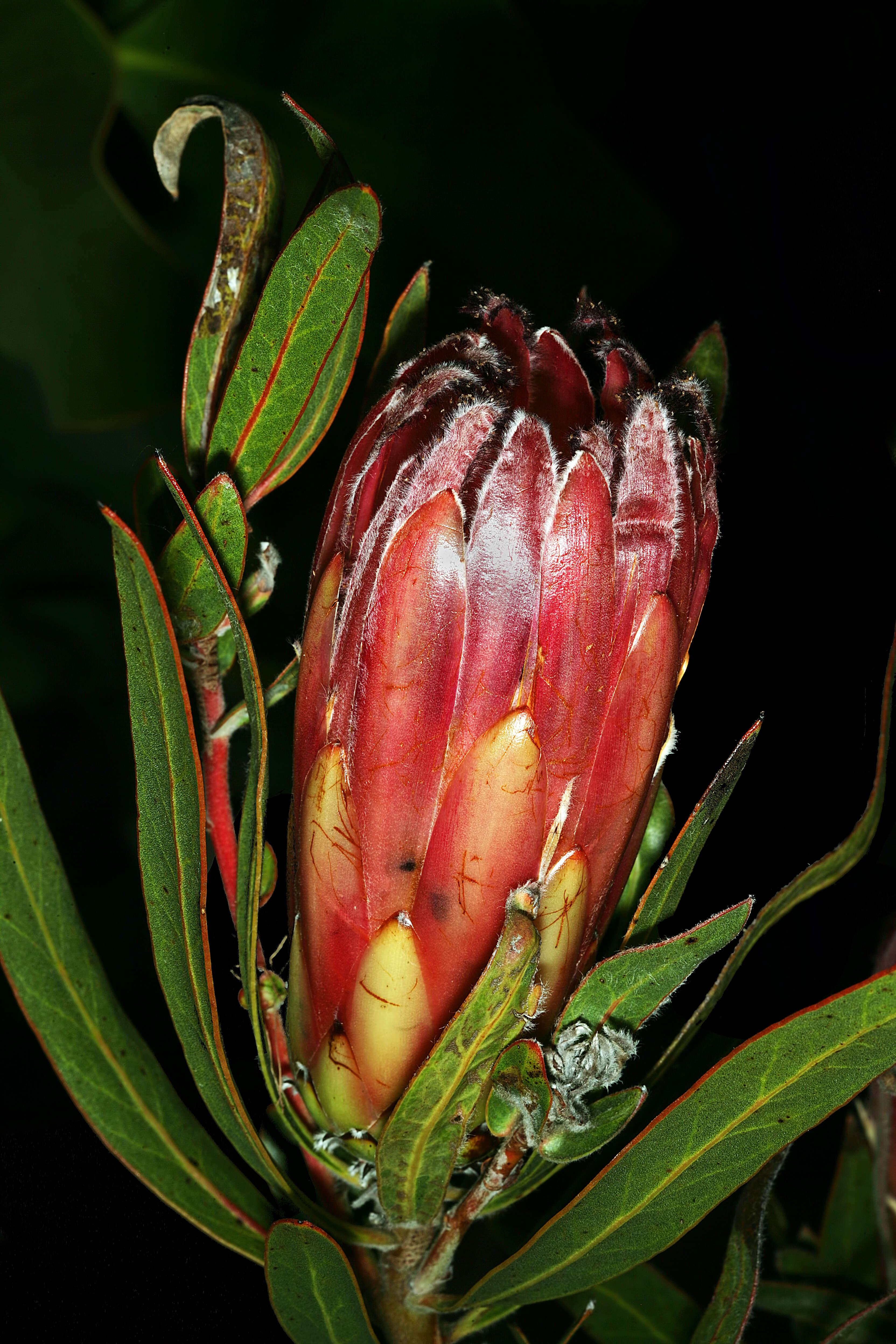 Image de Protea burchellii Stapf