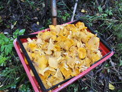 Image of Chanterelle