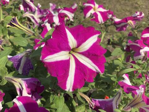 Image of petunia