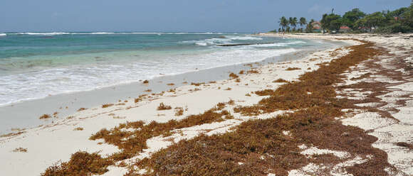 Image of Sargassum