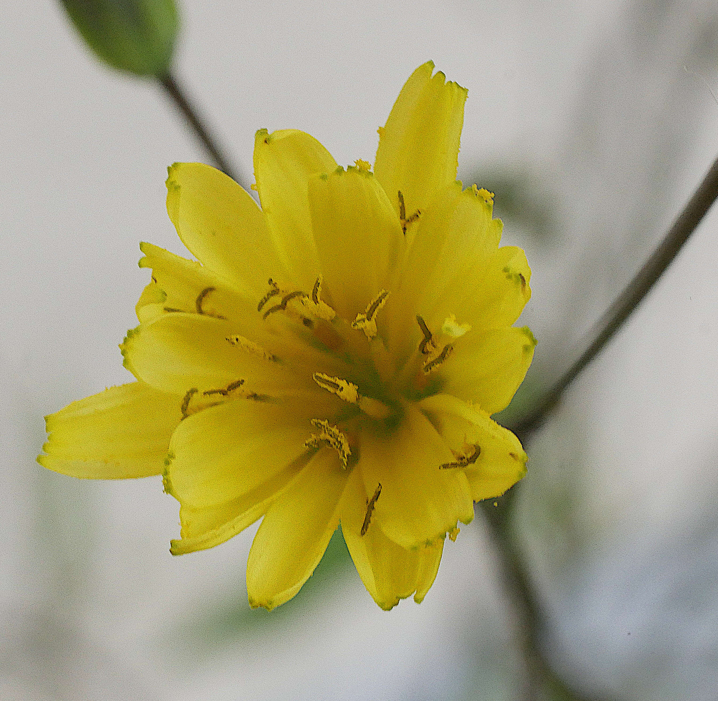 Image of nipplewort