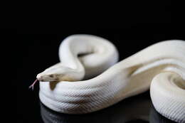 Image of Olive Python