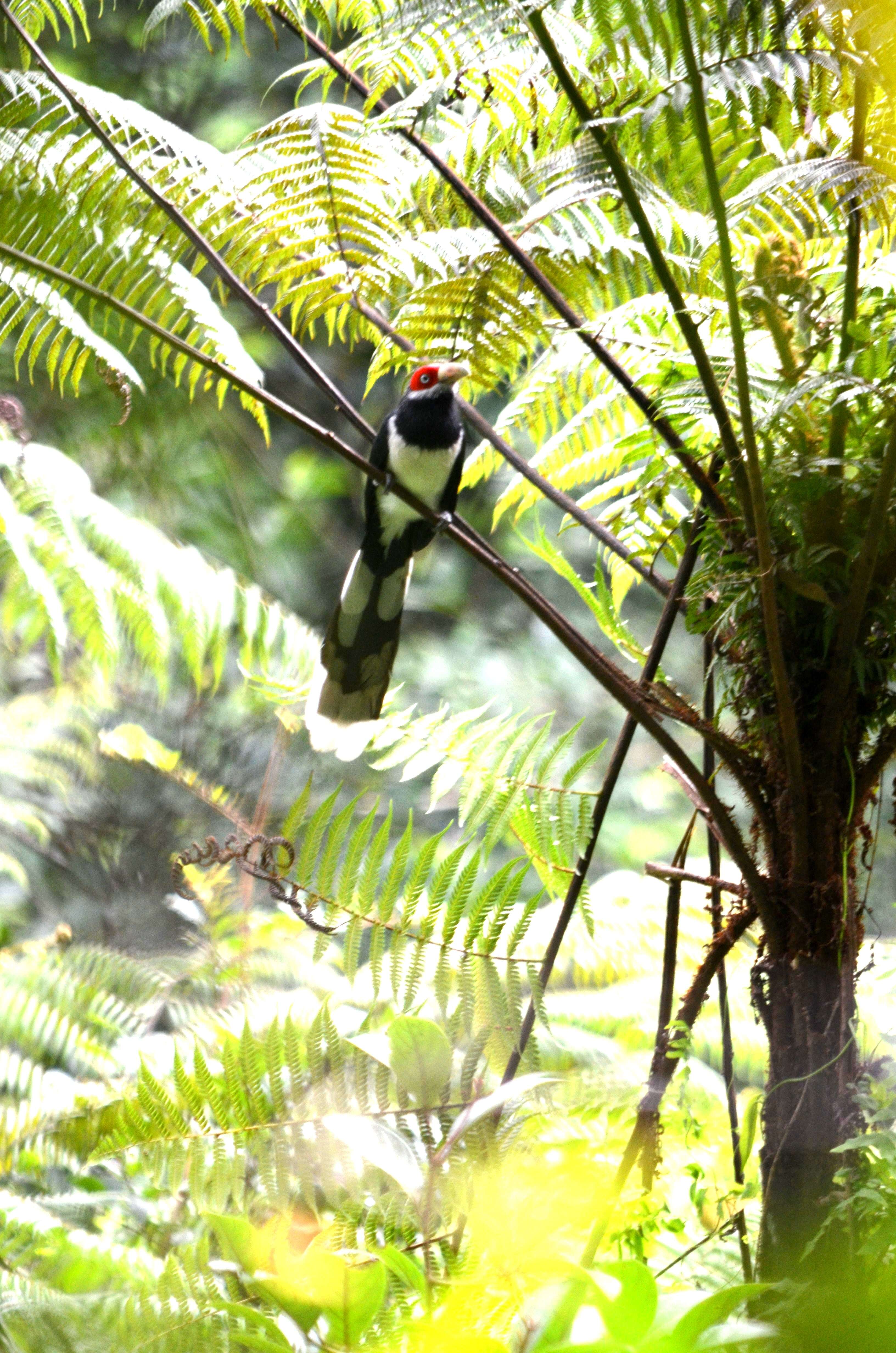 Image of Red-faced Malkoha