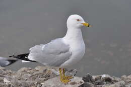 Image of Ring-billed Gull