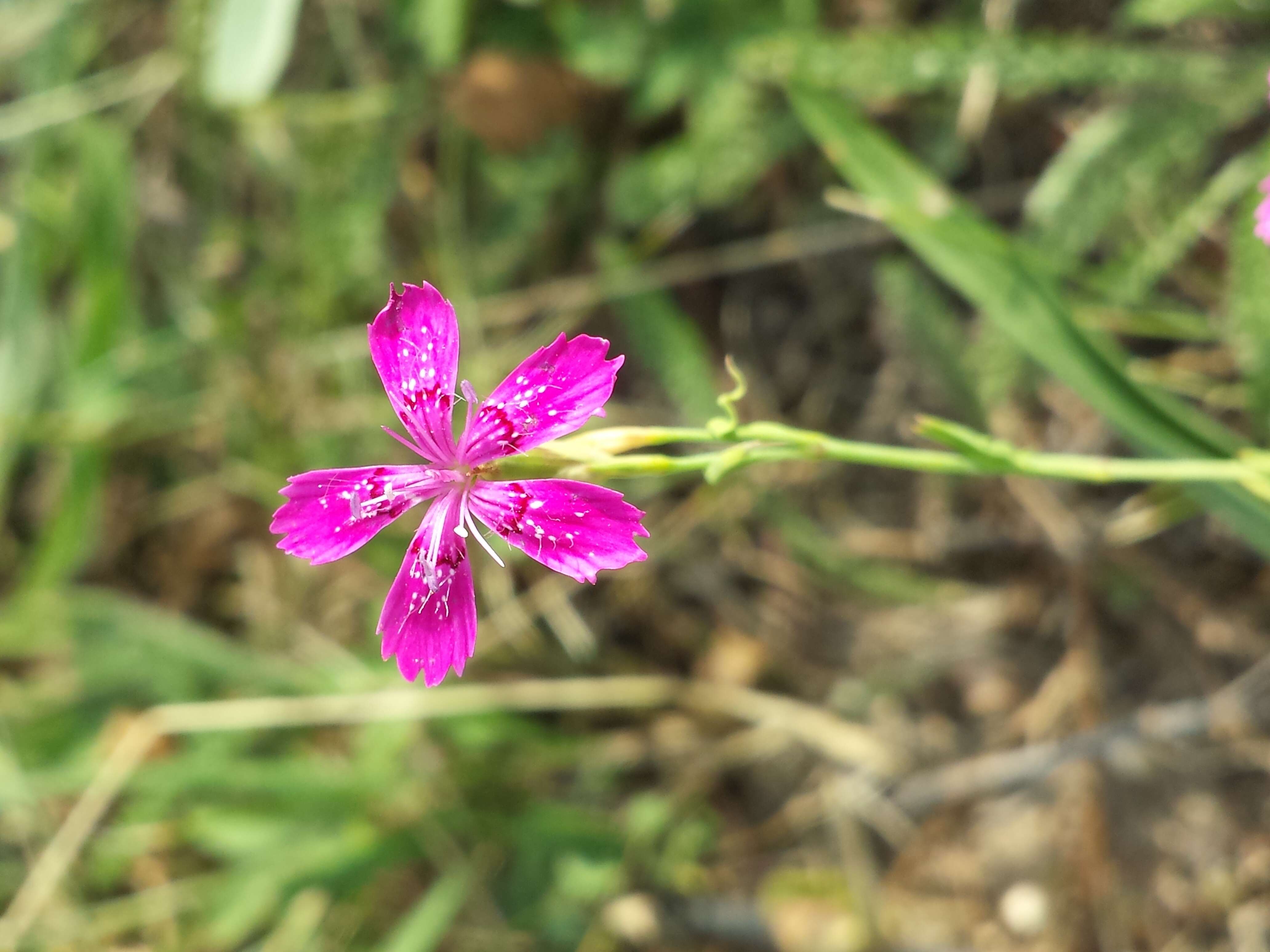 Слика од Dianthus deltoides L.