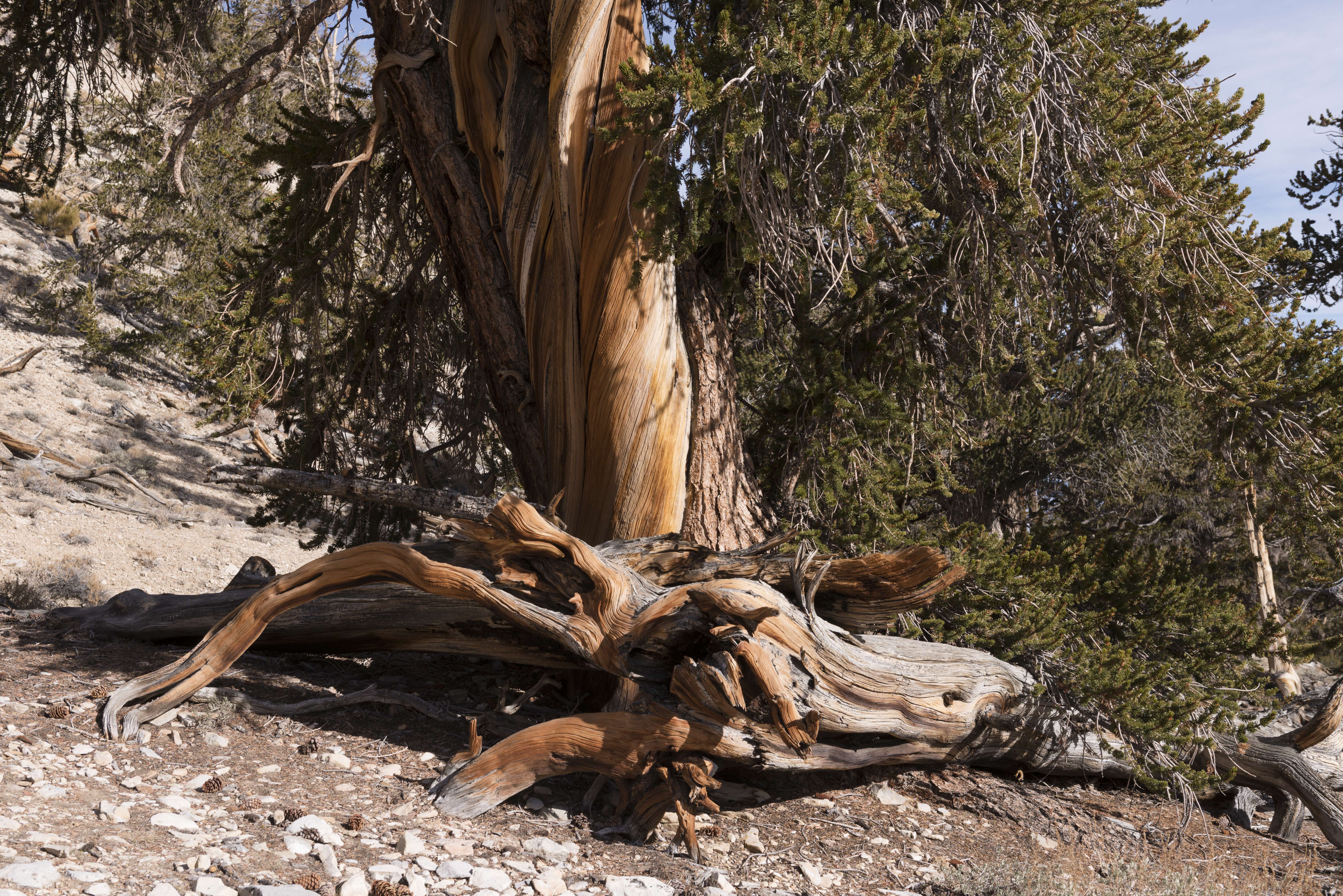 Image of Great Basin bristlecone pine