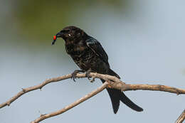 Image of Black Drongo