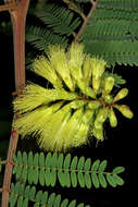 Image of plume albizia