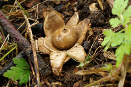 Image of Collared Earthstar