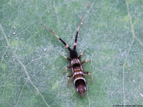 Image of hairy ground springtail