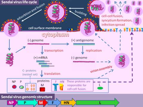 Image of Sendai virus